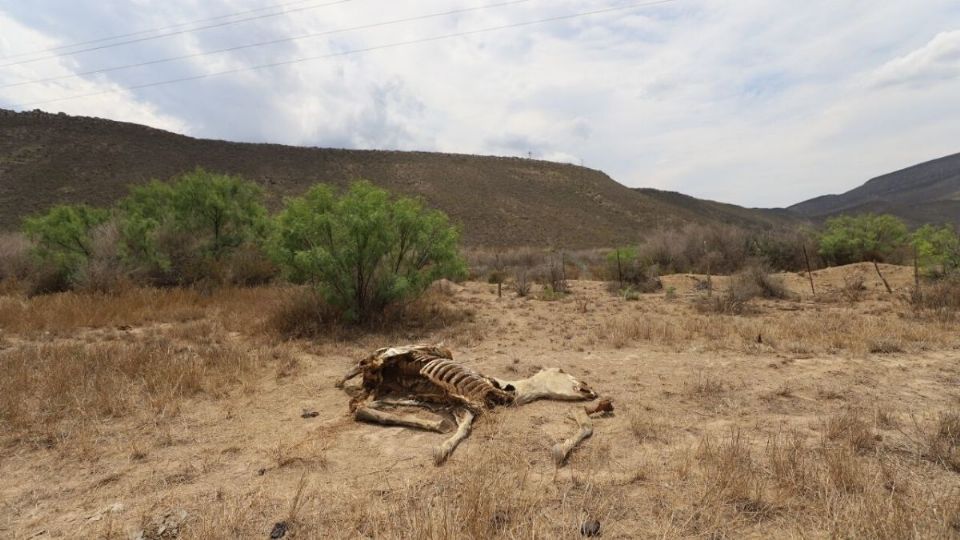 Aún con el aumento de lluvias a nivel nacional, en 17 estados del norte de la República se podría extender la sequía, pues de acuerdo con el Servicio Meteorológico Nacional, son los estados del sur los que se verán mayormente beneficiados con las lluvias