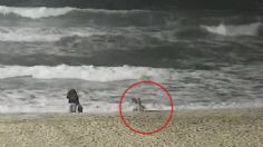 Coyote ataca a una niña en la playa y lo captan en VIDEO