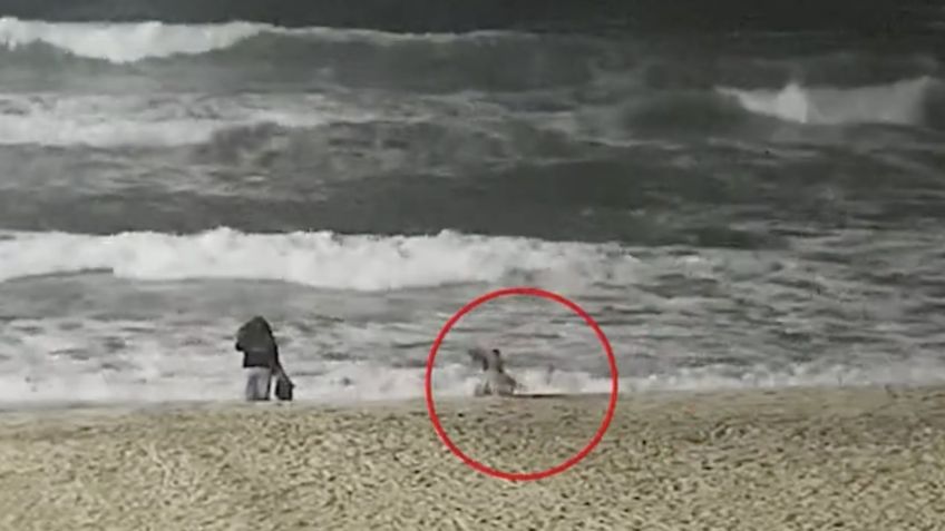 Coyote ataca a una niña en la playa y lo captan en VIDEO