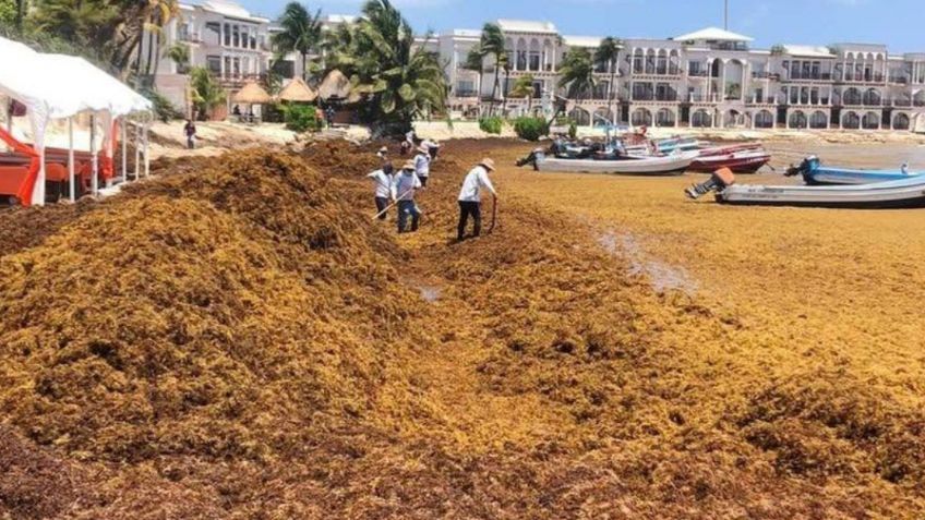 Vacaciones Semana Santa 2022: MAPA SARGAZO en Cancún 6 de abril