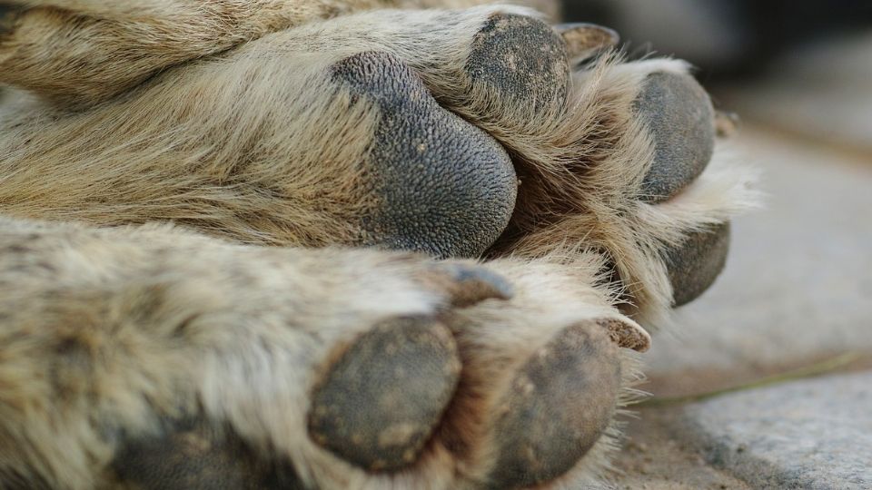 'Pedimos se pueda hacer justicia, pedimos se pueda esclarecer la razón de la muerte de estos animales'.