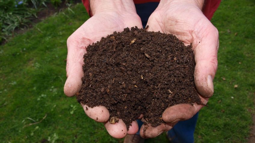 Abono con zanahoria: el truco que te salvará esta primavera