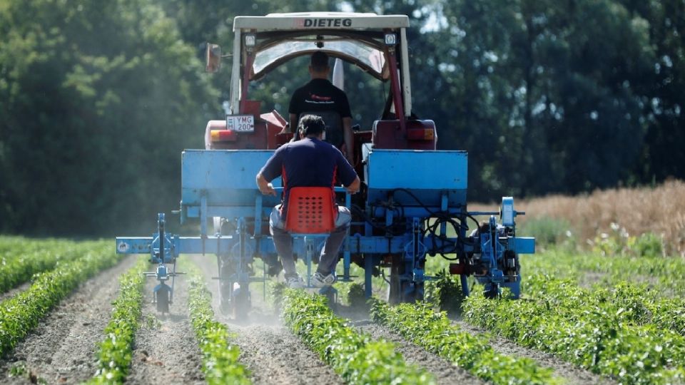 Amplían la entrega de fertilizantes a fin de incrementar la productividad