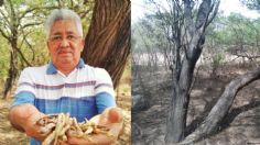 Campesinos preparan rescate del mezquite, árbol sagrado del Istmo de Tehuantepec