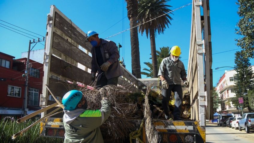 Sedema arranca proyecto de saneamiento de palmeras en la CDMX