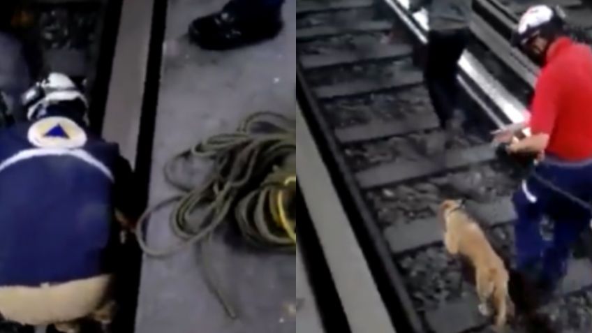 Entre aplausos y porras: Así fue el heroico rescate de una perrita en el Metro Tacubaya | VIDEO