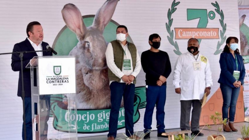 Se inaugura el séptimo campeonato del conejo de Flandes en la Magdalena Contreras