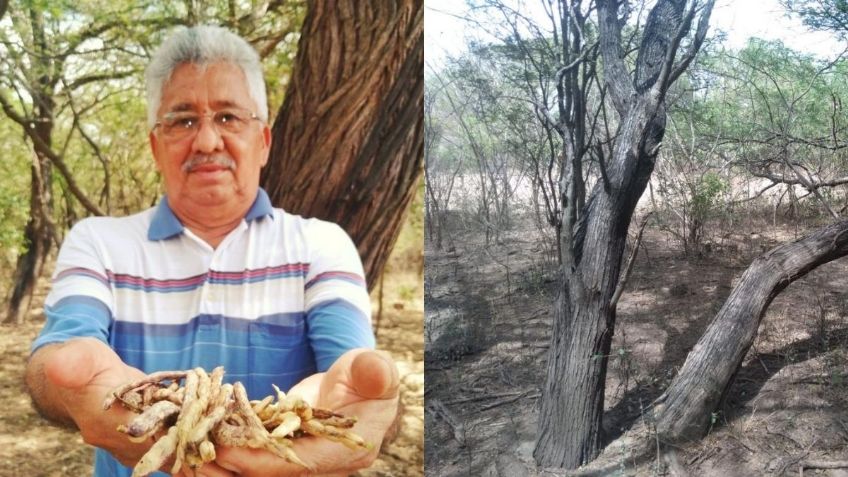 Campesinos preparan rescate del mezquite, árbol sagrado del Istmo de Tehuantepec