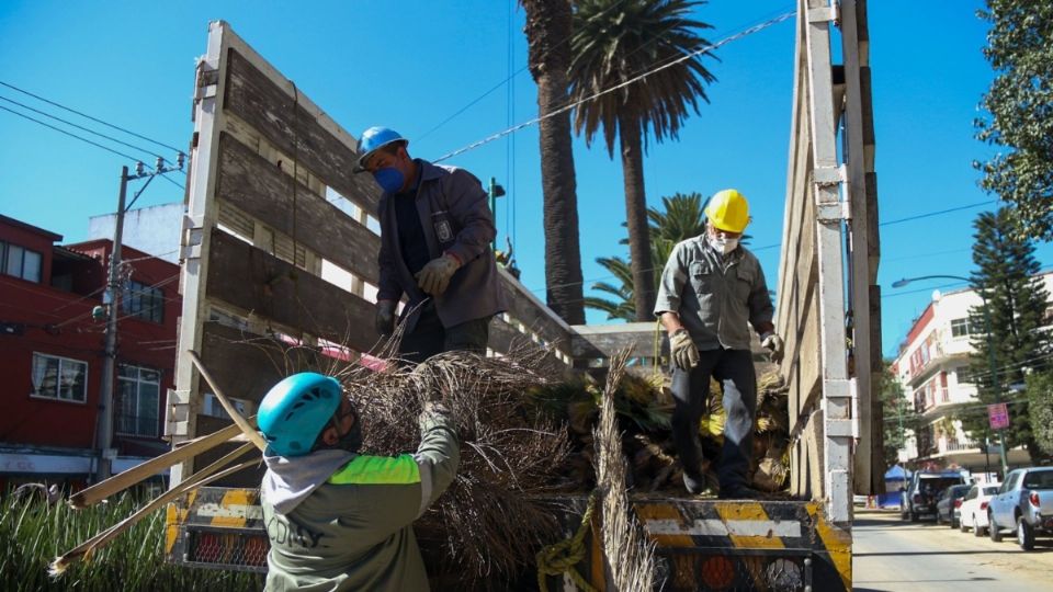 Programa de mantenimiento a palmeras, árboles y composta y en la colonia Narvarte.