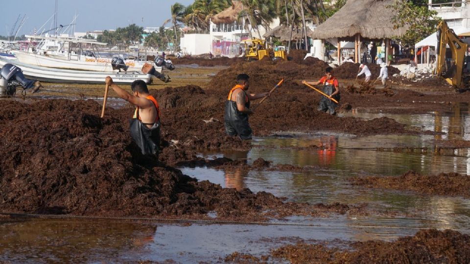 las playas que tienen un bajo nivel de sargazo (color verde) son Punta Sur, El Cielo, Playa Mía, entre otras