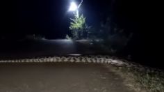 Captan a serpiente pitón en carretera de Hidalgo | VIDEO