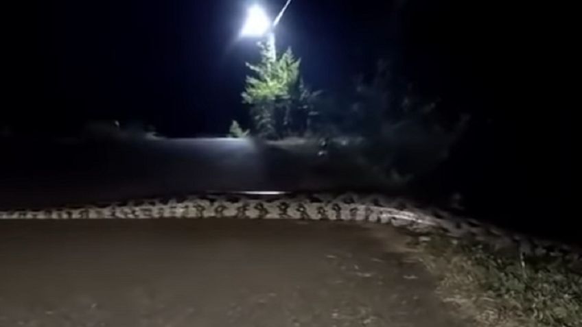 Captan a serpiente pitón en carretera de Hidalgo | VIDEO