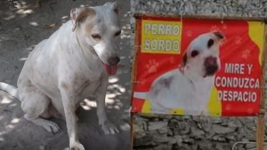 Vecinos alertan a automovilistas de un perrito sordo para que no lo atropellen