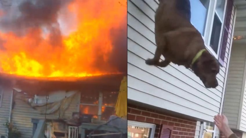 Perrito salta de un edificio para escapar de un incendio; este VIDEO captó el momento