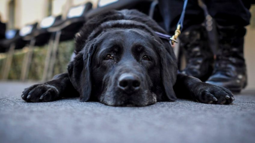 "Es una negligente": Hombre cancela su boda porque su prometida casi mata a su perro