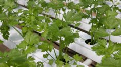 Así puedes conservar el cilantro fresco para que dure varios días