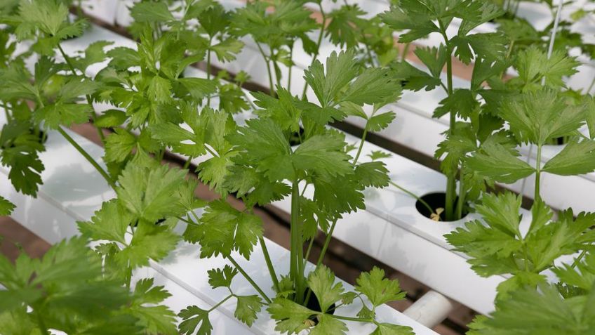 Así puedes conservar el cilantro fresco para que dure varios días