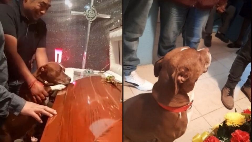 El perrito compartió dolor por la pérdida de la abuela de la familia