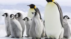 ¡No puede ser! Calentamiento global hará que el pingüino emperador desaparezca