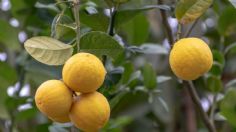 Así puedes cultivar un limonero en una maceta de tu casa