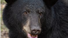 Soldado de Estados Unidos muere tras ser atacado por un oso durante entrenamiento en Alaska