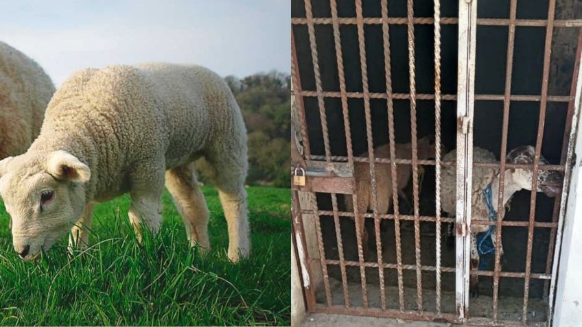 Dos borregos encarcelados en Oaxaca por comer pasto en un lugar prohibido: dueña denuncia que no tienen agua ni comida