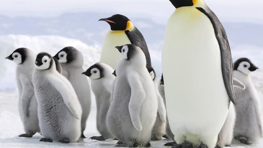 ¡No puede ser! Calentamiento global hará que el pingüino emperador desaparezca