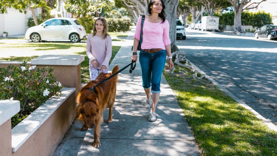 Protege a tu lomito del calor y evita salir a pasear con él cuando los rayos solares impactan directamente.