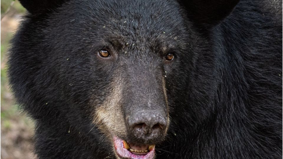 El animal no ha sido atrapado y sigue recorriendo la zona