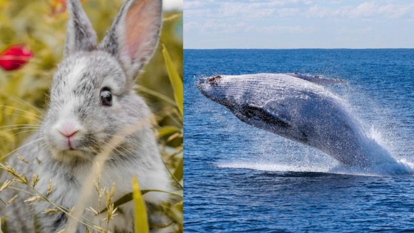 De conejos a ballenas, estos animales ponen en riesgo su vida para que puedas usar perfumes y maquillaje