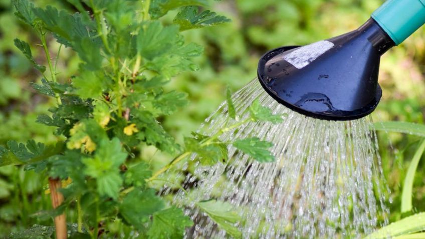 3 trucos para saber cómo y cuándo regar tus plantas