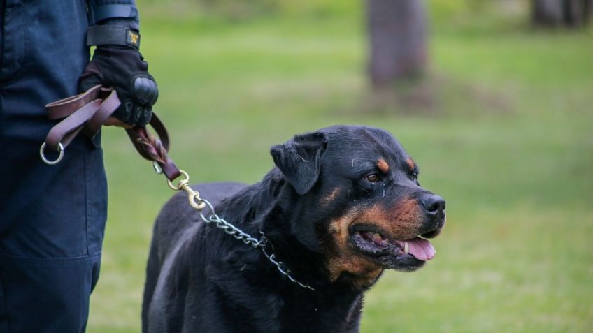 México solicita a EU perros vigías para aumentar vigilancia en aeropuertos y aduanas