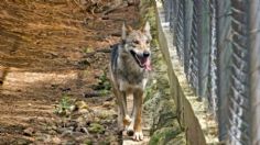 Salvan brazo del menor mordido por un lobo en zoológico de Neza