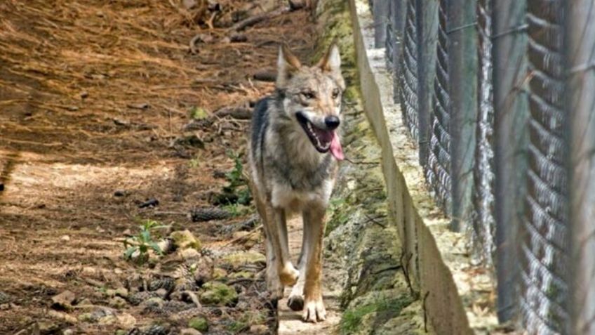 Médicos salvaron el brazo del niño atacado por un lobo en Neza; agradeció con su papá a la Virgen de Guadalupe