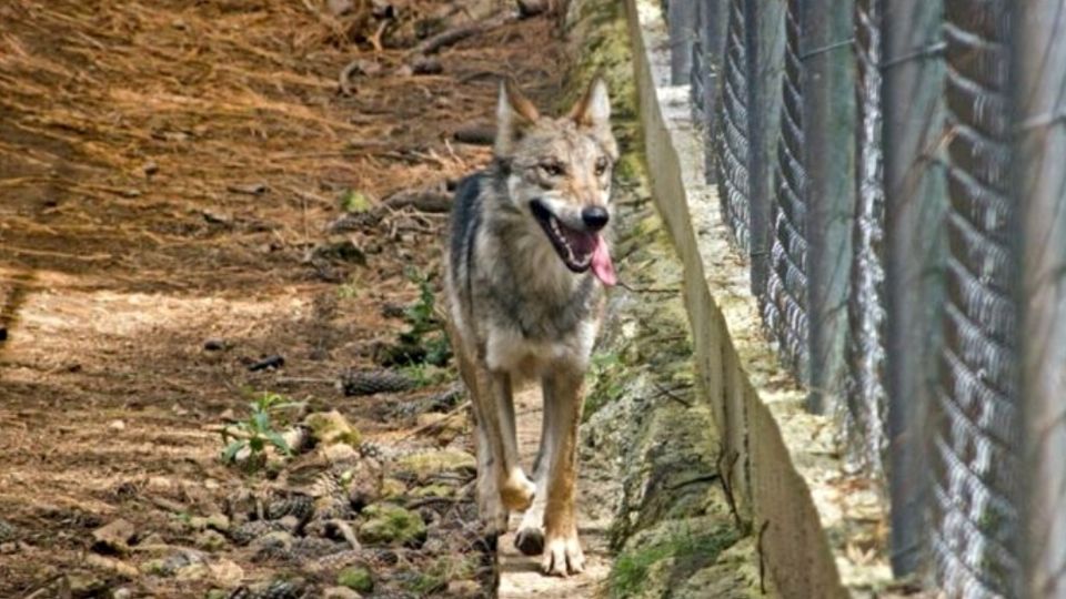 El padre explica que el menor es amante de las mascotas y por ello violó la seguridad de la jaula para poder acariciar al lobo.