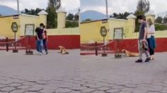 Perrito engaña a turistas, se hace el inválido y se arrastra en el suelo para que le den cariño | VIDEO