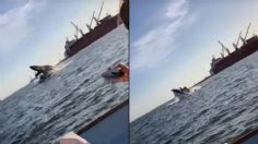 Ballena cae sobre yate de turistas en costas de Topolobampo; captan el VIDEO