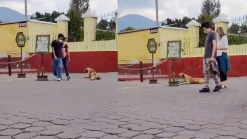 Perrito engaña a turistas, se hace el inválido y se arrastra en el suelo para que le den cariño | VIDEO