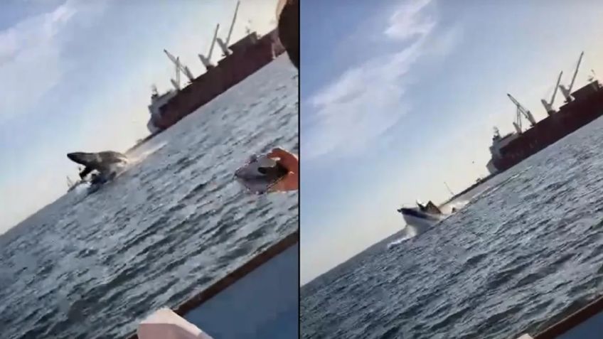 Ballena cae sobre yate de turistas en costas de Topolobampo; captan el VIDEO