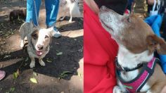 CDMX: Cuáles son los requisitos que debes cumplir para que tu mascota sea esterilizada de manera gratuita y segura