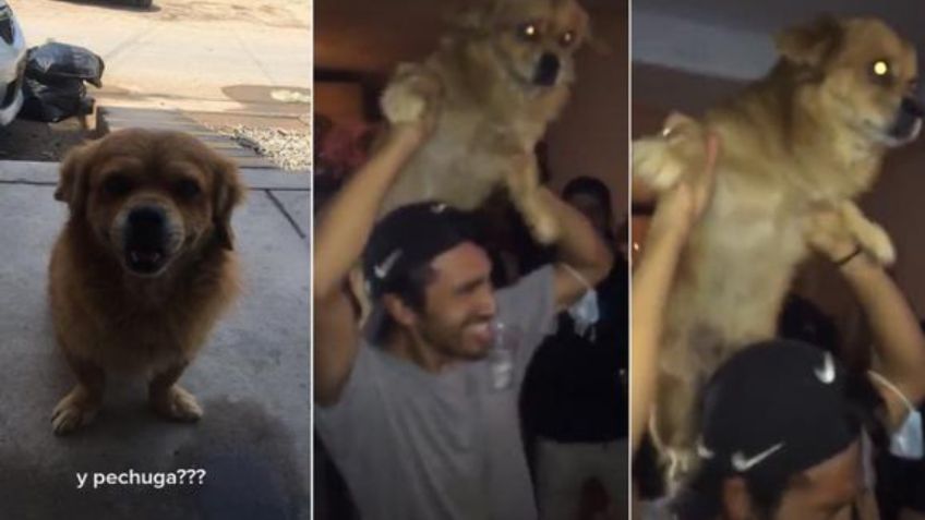 Perro "Pechuga" se va de fiesta y no llega a dormir; historia se viraliza en TikTok