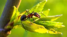 5 plantas que te ayudarán a evitar las hormigas en tu hogar