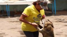 ¡No están solos! Cientos de lomitos de la calle reciben una segunda oportunidad