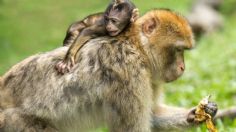 Monos aulladores y saraguatos caen muertos en Tabasco por altas temperaturas | VIDEO