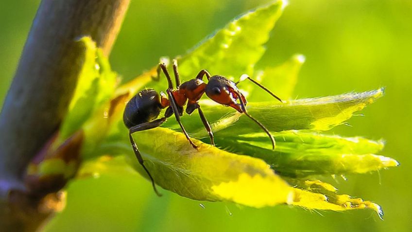 5 plantas que te ayudarán a evitar las hormigas en tu hogar