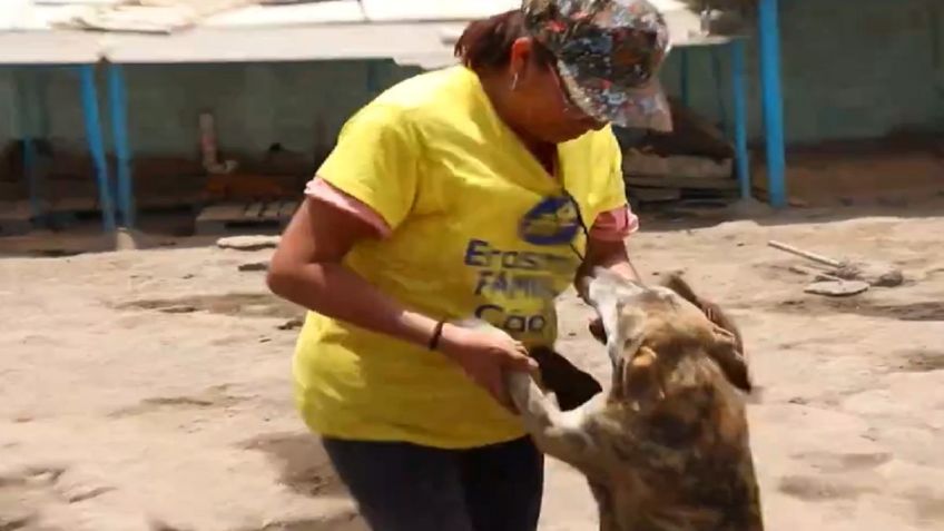 ¡No están solos! Cientos de lomitos de la calle reciben una segunda oportunidad