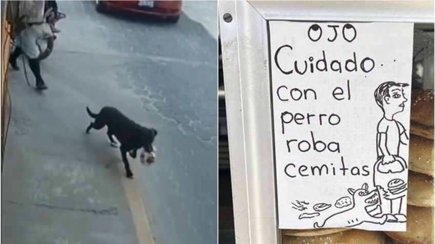 ¡Cuidado! Lanzan advertencia por el "perro roba cemitas"; así es su modus operandi: VIDEO