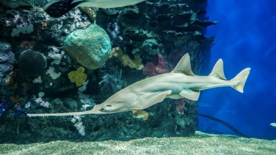 El acuario podría ser abierto en las próximas 48 horas 
FOTO: Juan David Castilla