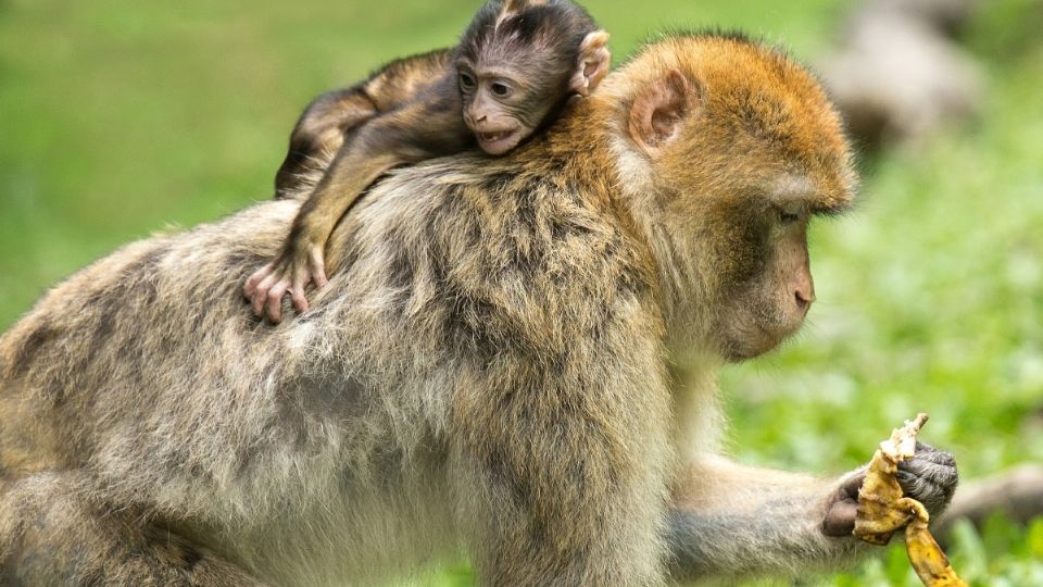 Se han confirmado al menos 7 personas infectadas en Reino Unido