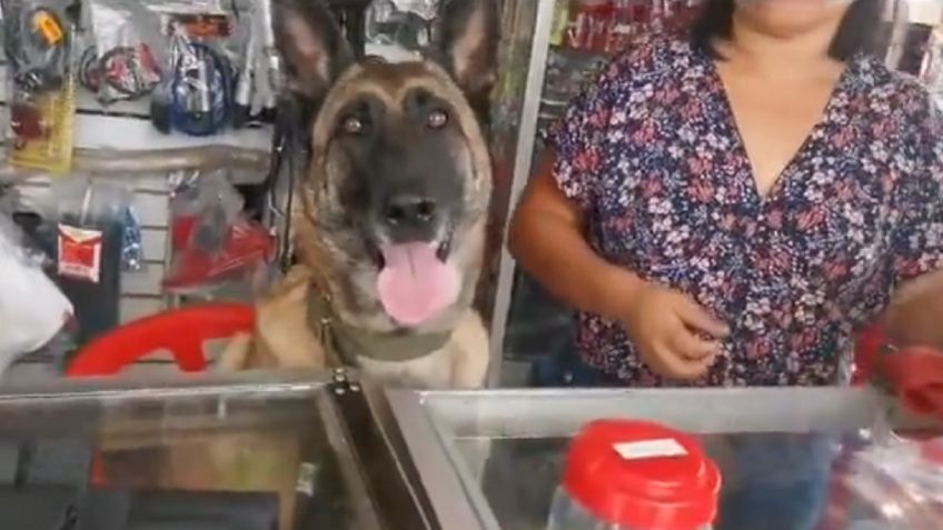 Perrita atiende una ferretería y enternece en redes sociales | VIDEO